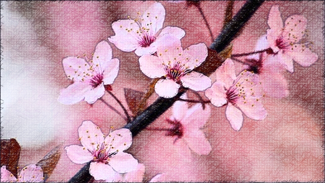CHERRY BLOSSOMS 2