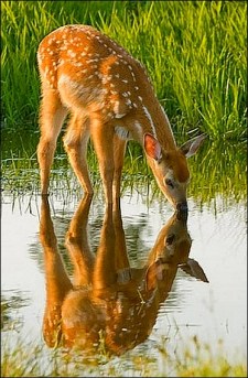 deer drinking