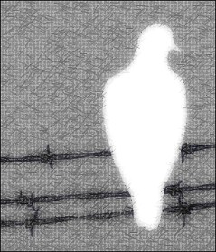 dove on barbed wire