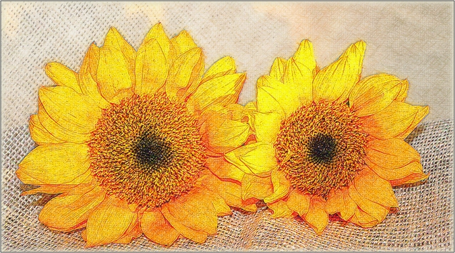 sunflowers without frame