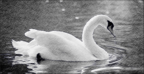 swan on lake