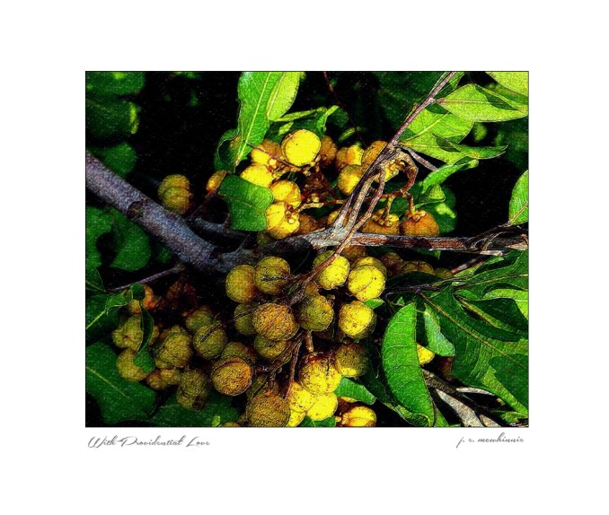 With Providential Love