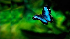 blue butterfly