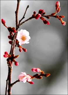 CHERRY BLOSSOM BUDDING