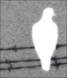 dove on barbed wire