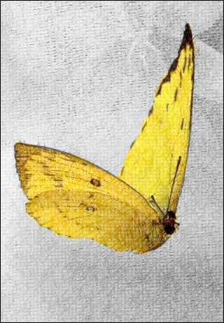 LEMON-YELLOW BUTTERFLY
