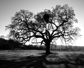 oak tree