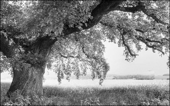 OLD OAK BW