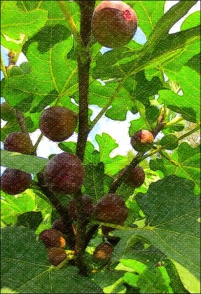 fig tree