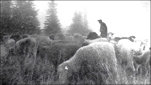 VOICE OF THE SHEPHERD