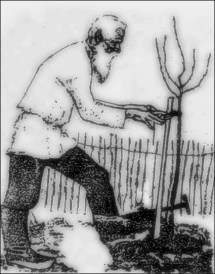 OLD MAN PLATING TREE