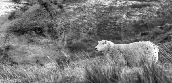 wolf sheep
