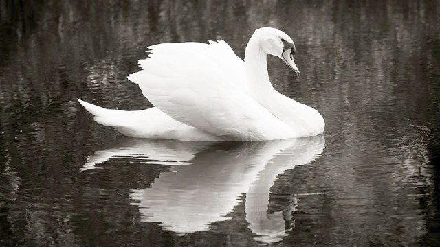purity swan